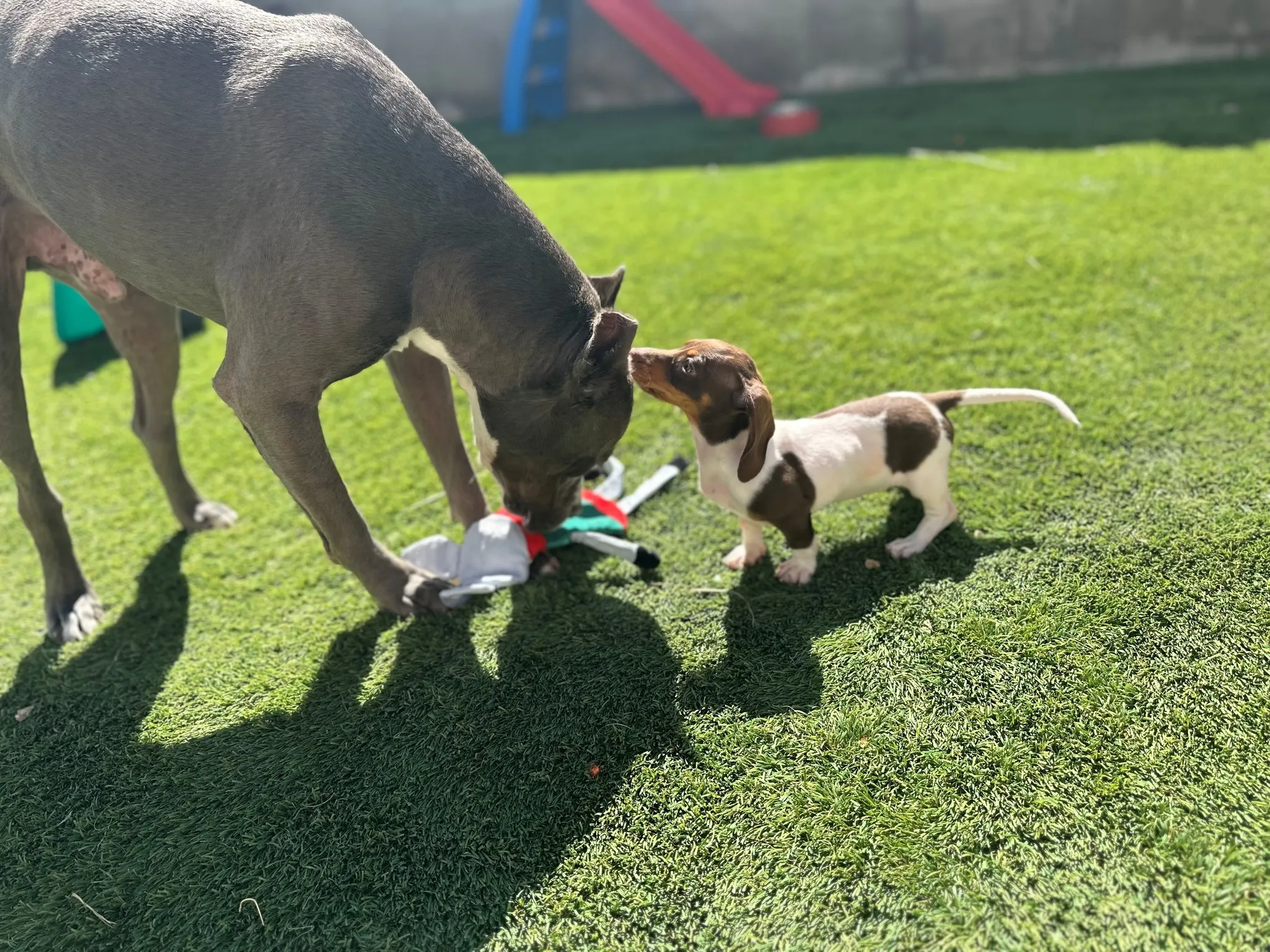A big grey dog and a tiny puppy playing with a toy on the lawn