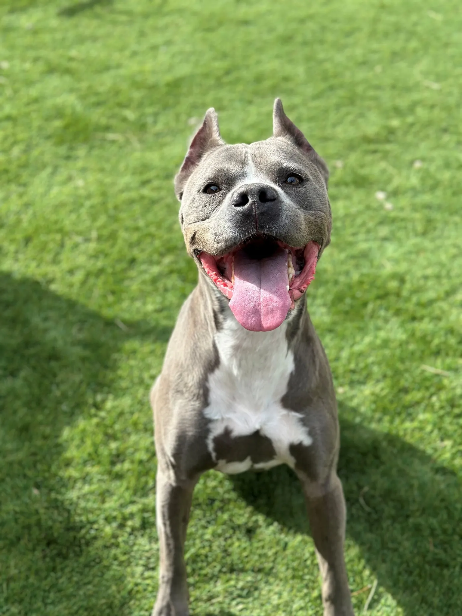 A happy grey and white Staffordshire terrier mix grinning on the grass