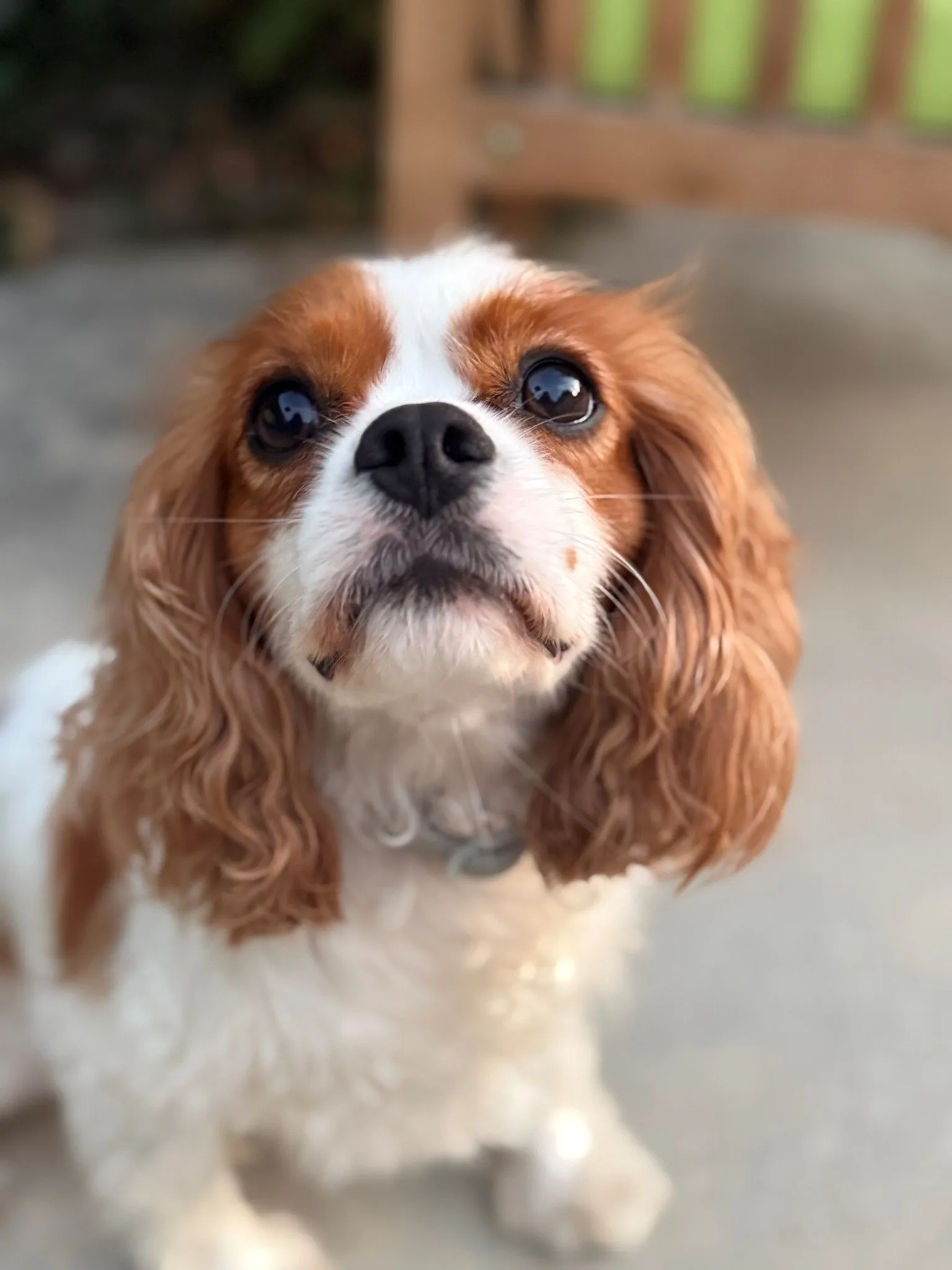 A Cavalier King Charles spaniel looking up attentively
