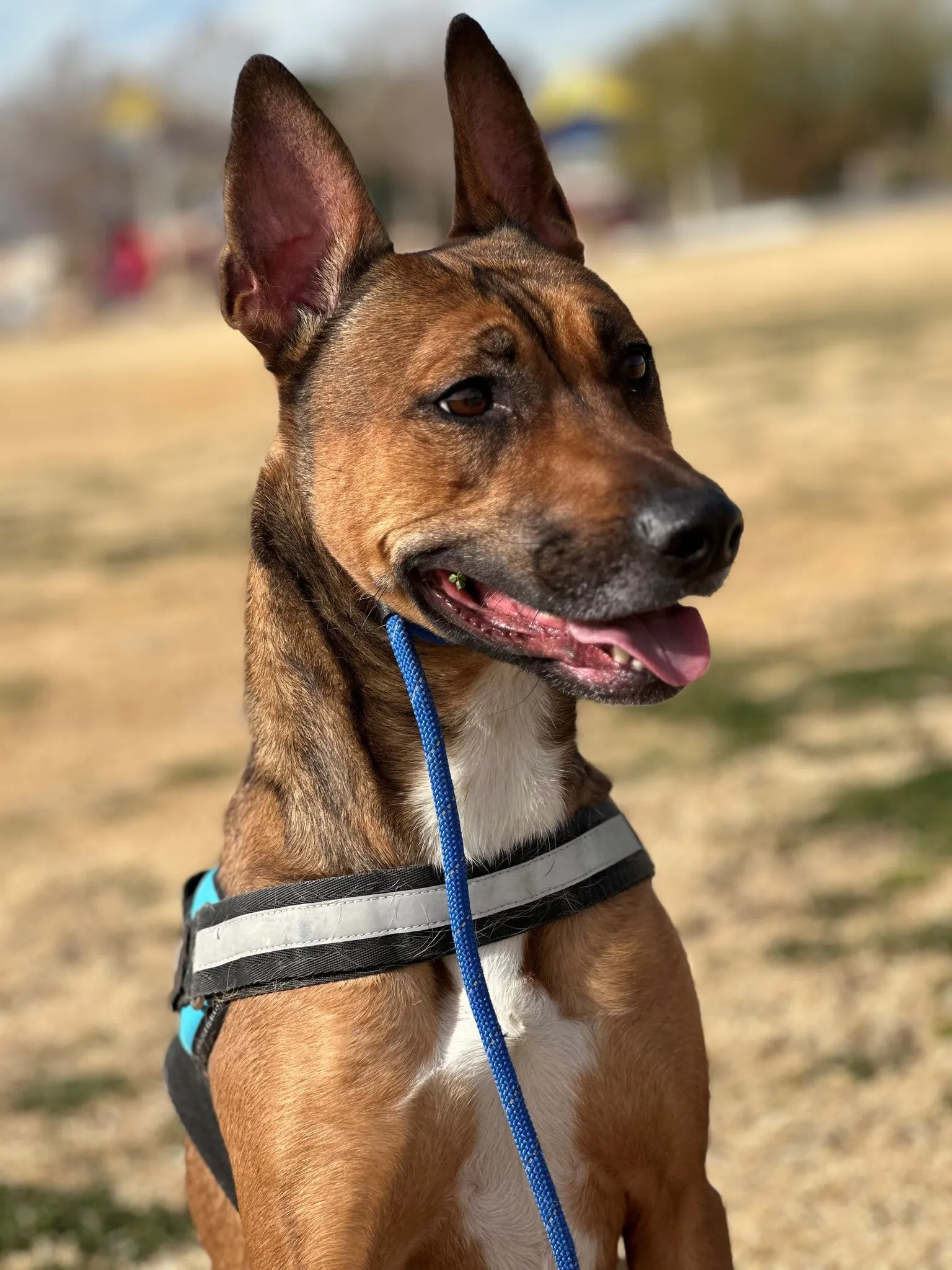A brindle shepherd mix in a harness, relaxed and attentive on a training walk